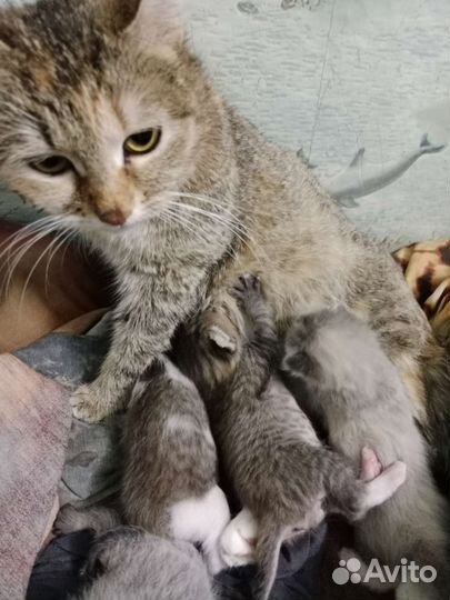 Котята в дар бесплатно