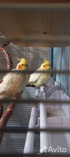 Попугай корелла пара .певчие попугаи