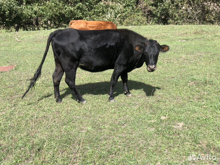 Коровы стельные