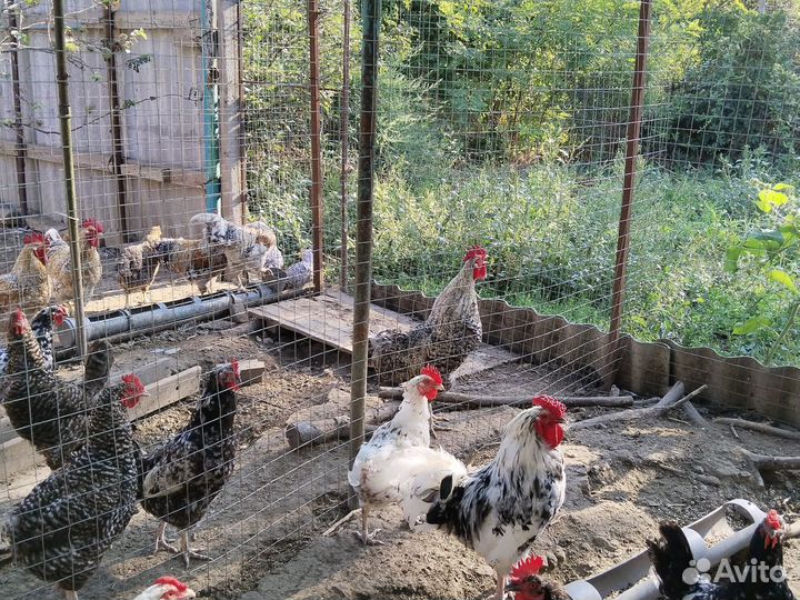 Куры петухи