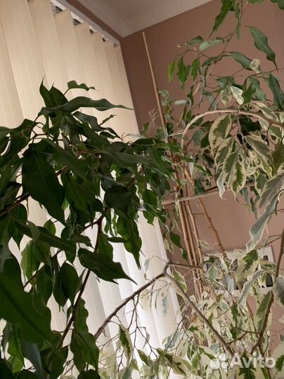 Фикус бенджамина