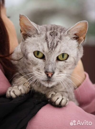Кот в добрые руки метис породный