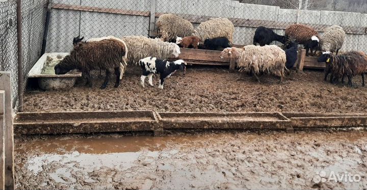 Овцы бараны ягнята козы
