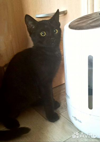 Котик-подросток. Доставка