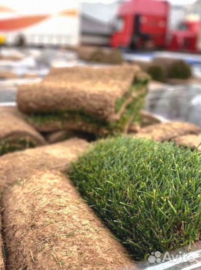 Рулонный газон