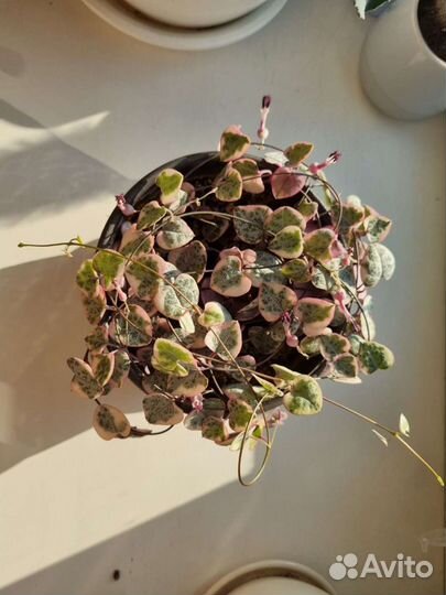 Крестовник роули