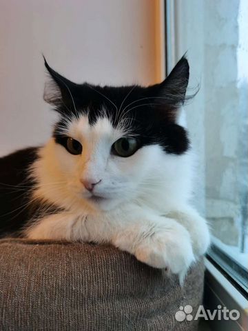 Кошка в добрые руки
