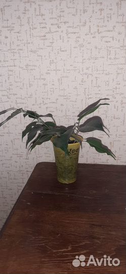 Фикус бенджамина