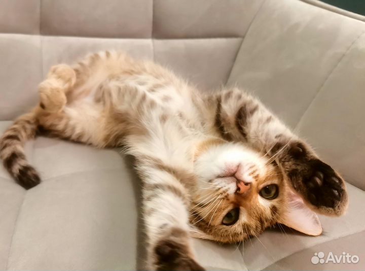 Котёнок рысенок девочка с зелеными глазами