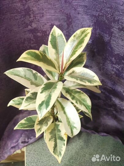 Фикус мелани вариегатный