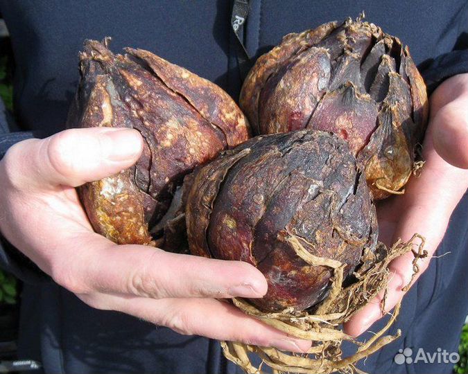 Луковицы лилии оптом