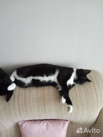 Отдам бесплатно