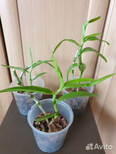 Орхидея дендробиум нобиле