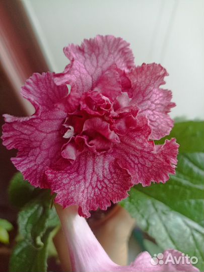 Стрептокарпусы