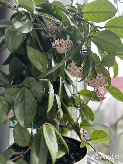 Хойя взрослая