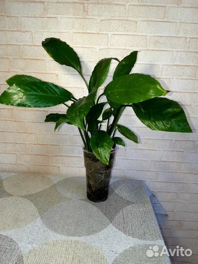 Спатифиллум, эпипремнум, филодендрон миканс и др