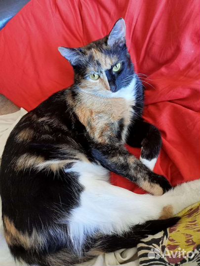 Ласкучая химера кошка в добрые руки