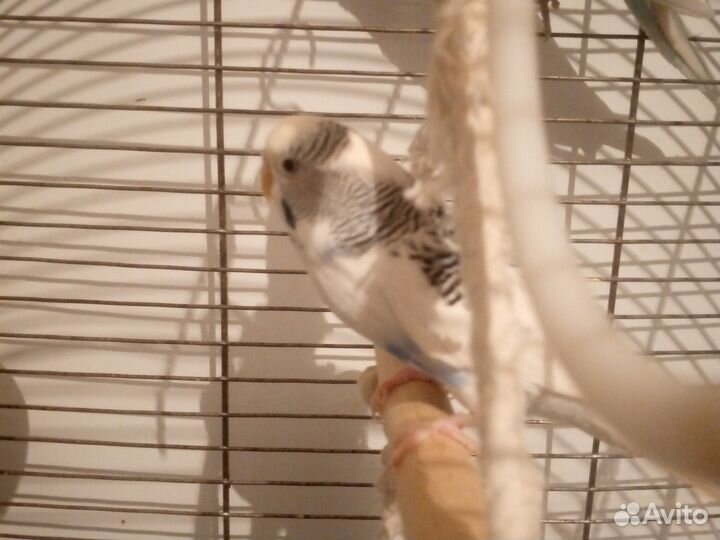 Попугаи Волнистые