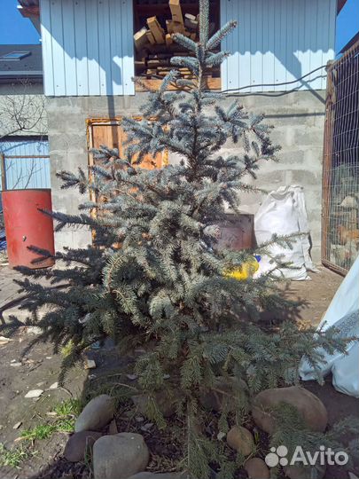 Ель голубая