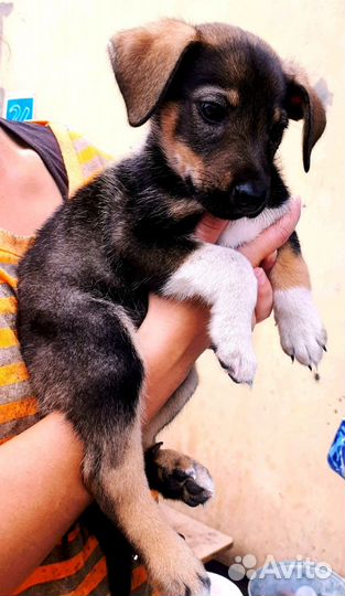 Щенки в дар