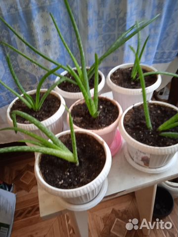 Комнатные цветы алоэ