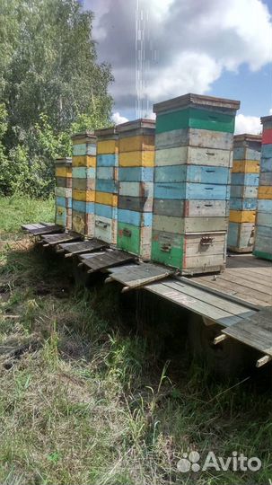 Продаётся Мёд