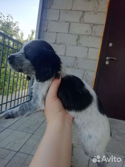 Щенки русского охотничьего спаниеля