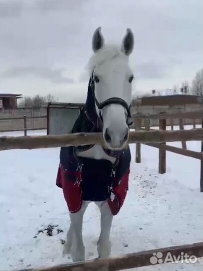 Занятия верховой ездой/аренда лошади и пони