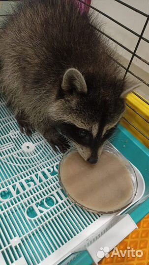 Продам енота