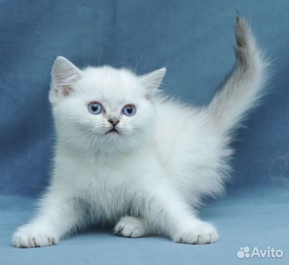 Британские серебристые шиншиллы Котята Ns 11 33