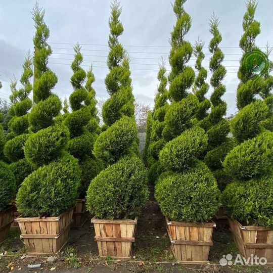 Туя смарагд брабант с гарантией приживаемости