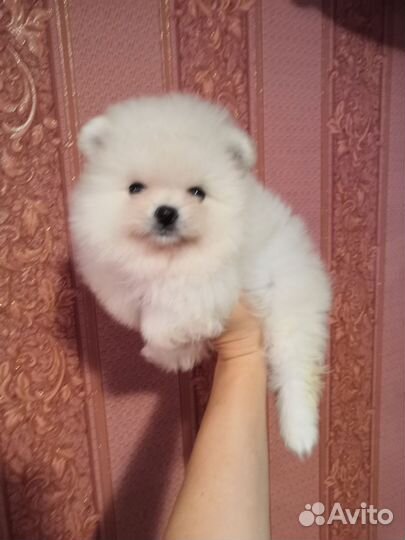 Померанский шпиц медвежьего типа