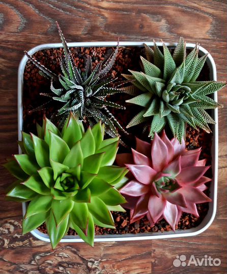 Флорариум из суккулентоа