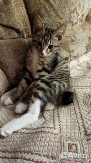Котёнок Курильский бобтейл