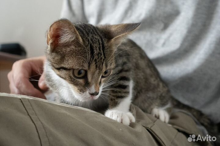 Отдам котенка (м) в хорошие руки