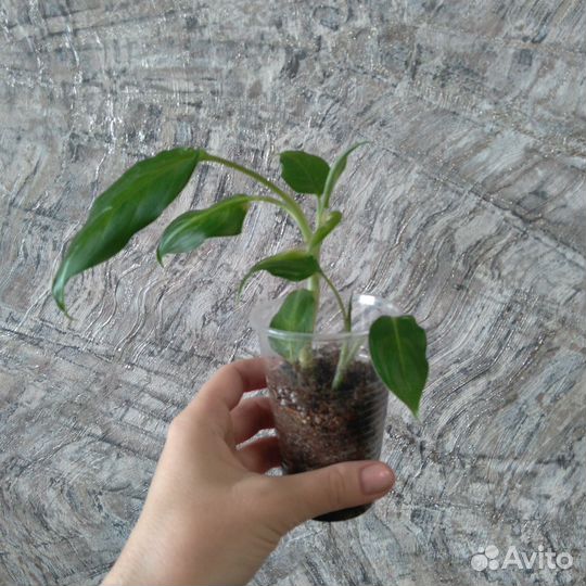 Диффенбахия камилла кустовая