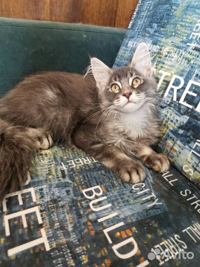 Котята мейн-кун