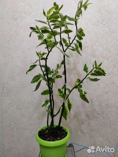 Педилантус