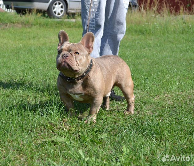 Французский бульдог вязка изабелла