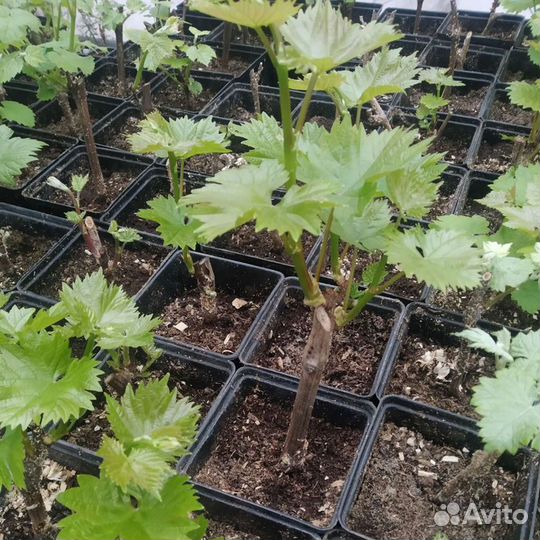 Саженцы винограда