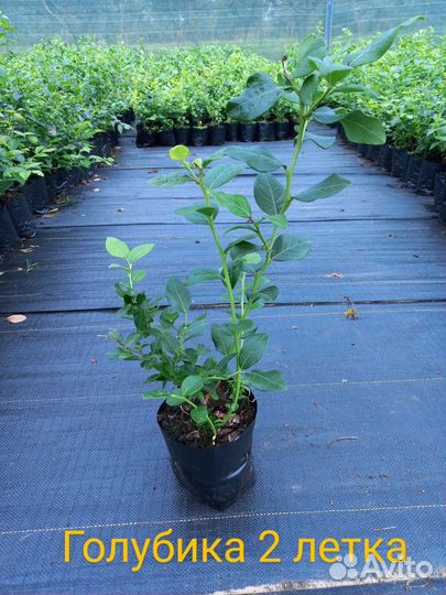 Саженцы Голубики 1 и 2 летка. Свое кфх. Беларусь