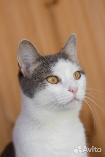 Кошка Долли, 6 лет (из приюта)