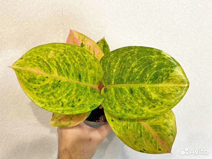 Аглаонема Эпл Фентази и черенок