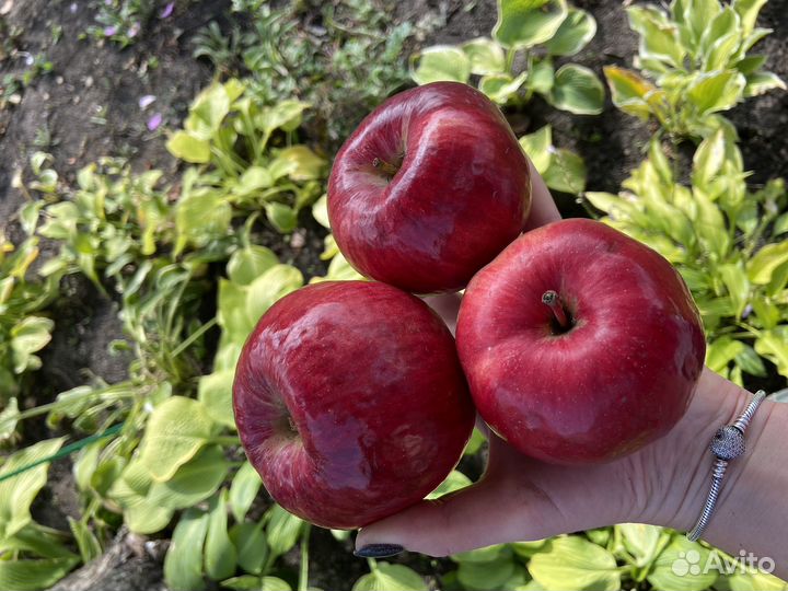 Яблоки жигулевское