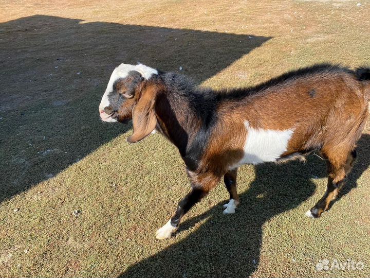 Козлик нубийский комолый