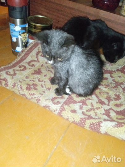 Котенок в добрые руки