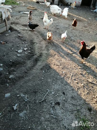 Куры несушки продам