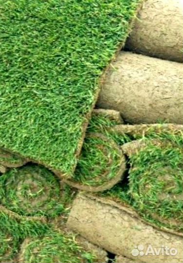 Рулонный газон