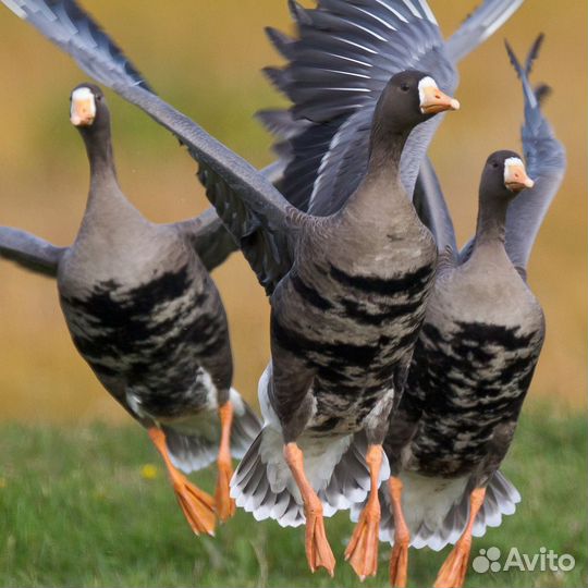 Белолобые гуси