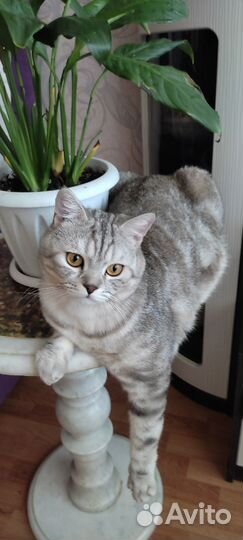 Шотландский прямоухий скоттиш страйт